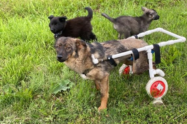 Сотрудник разреза «Пермяковский» смастерил инвалидную коляску для собаки с парализованными лапами